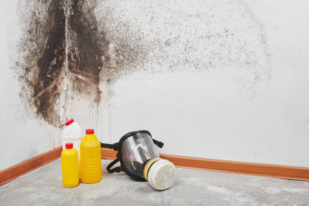 Best Mold Removal and Inspection  in Buena Vista, MI