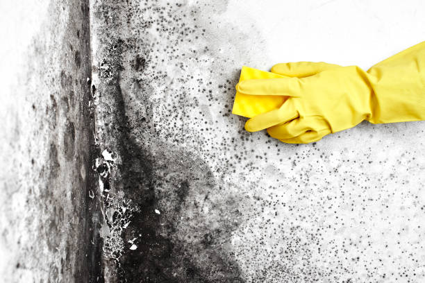 Best Certified Mold Removal  in Buena Vista, MI