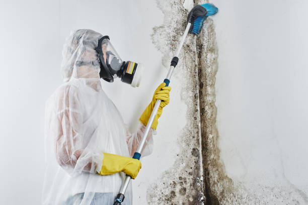 Best Office Mold Removal Services  in Buena Vista, MI