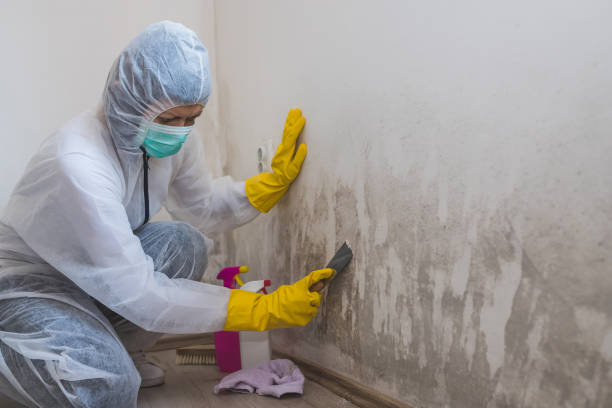 Professional Mold Removal in Buena Vista, MI