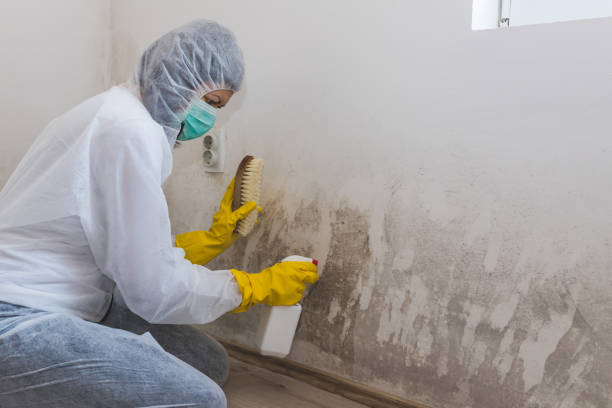 Best Black Mold Removal  in Buena Vista, MI