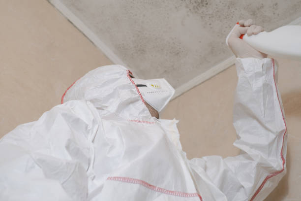 Best Attic Mold Removal  in Buena Vista, MI