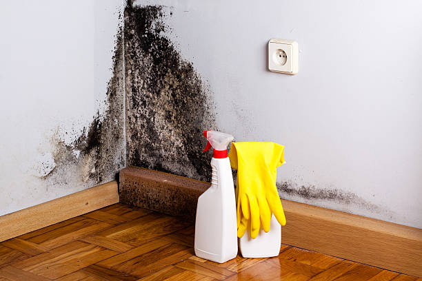 Office Mold Removal Services in Buena Vista, MI